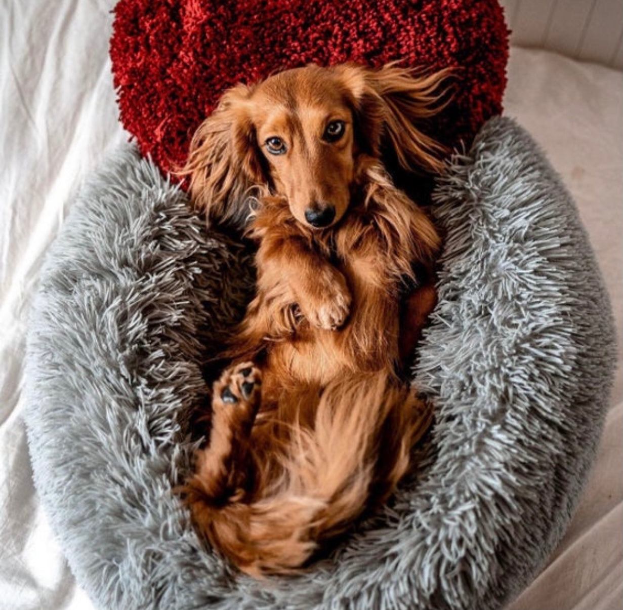 Aurum Paws Marshmallow Pets Bed